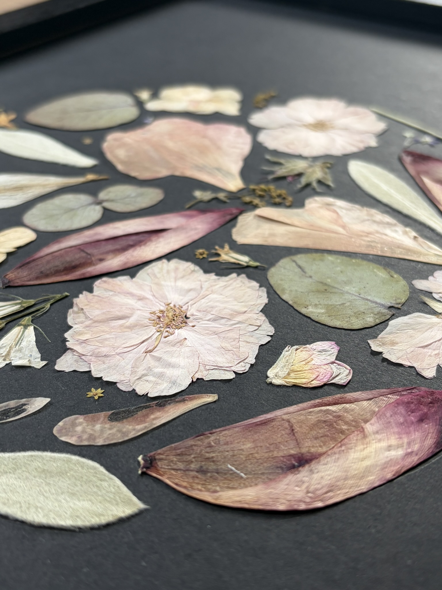 herbier de fleurs préssées sous fond noir
